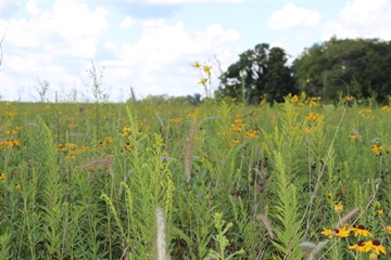 image Invasive Prairie Plant Removal with Sue- Thursday Evening- Buffalo Trace