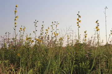 image Invasive Prairie Plant Removal with Sue- Saturday Evening- Homer Lake Forest Preserve