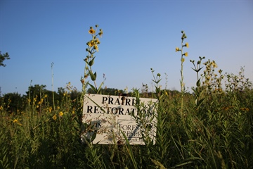 image Invasive Prairie Plant Removal with Sue- Friday Evening- Buffalo Trace